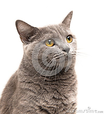 Cat on white Stock Photo