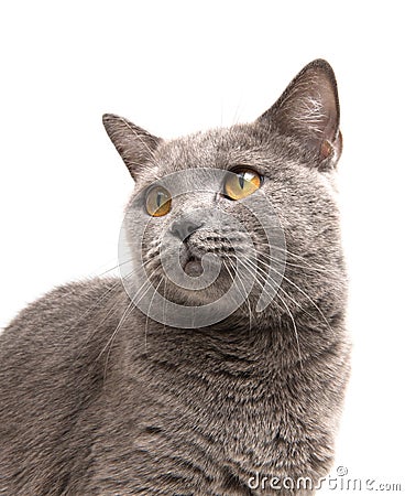 Cat on white Stock Photo