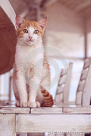 Cat in white interior Stock Photo