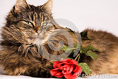 Cat wiiyh valentine rose Stock Photo