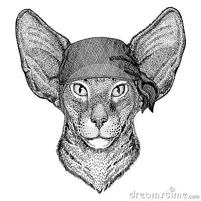 Cat. Wild animal wearing pirate bandana. Brave sailor. Hand drawn image for tattoo, emblem, badge, logo, patch Vector Illustration