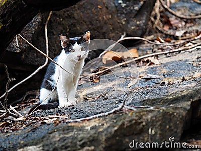 Cat in the wilderness Stock Photo