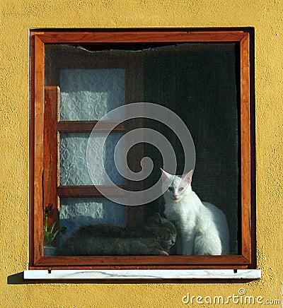 Cat in window Stock Photo