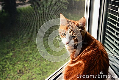 Cat on the window Stock Photo