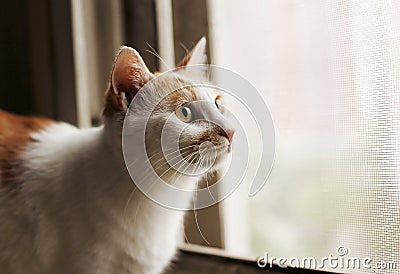 Cat in the windowsill Stock Photo