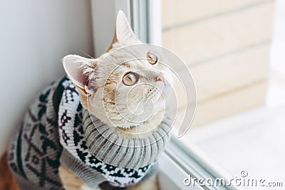 Cat on the windowsill sits and looks out the window Stock Photo