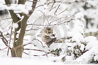 Cat in winter Stock Photo