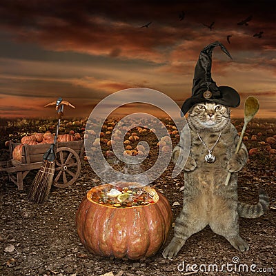 Halloween cat cook Stock Photo