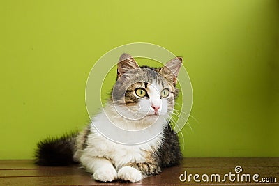 Cat woman lies on a bench on backdrop of green background Stock Photo