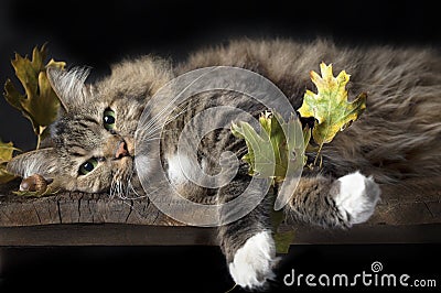 Cat on Wood Shelf with Fall Leaves Stock Photo