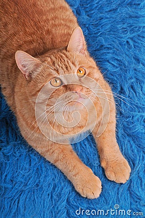 Cat on Woolen Carpet Stock Photo