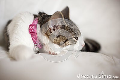 Cat with collar and warning bell Stock Photo
