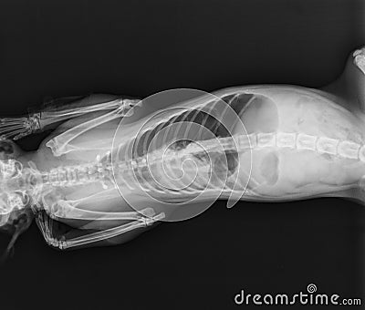 Cat X Ray. Diaphragmatic Hernia in Cat. Stock Photo
