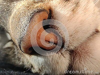 Cat's nose close up whiskers feline White brown mouth Stock Photo