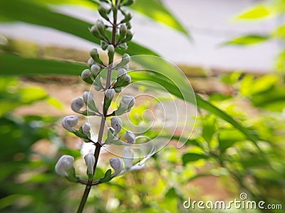 whisker flower medicinal plant Stock Photo