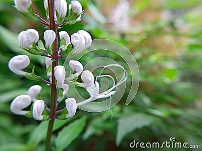 whisker flower medicinal plant Stock Photo