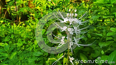 Cat& x27;s whisker flowers grow wild in the backyard Stock Photo