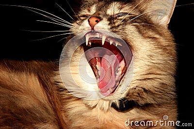 Cat yawning Stock Photo