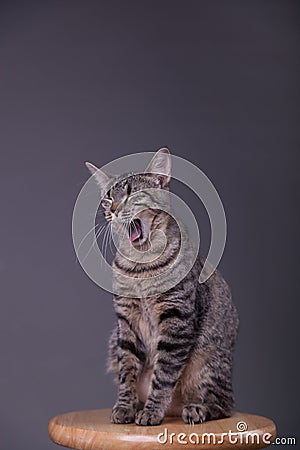 Cat yawning with eyes closed Stock Photo