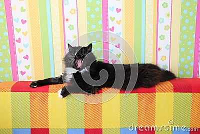 Cat yawning. Lazy black cat laying on colored back of sofa and yawning Stock Photo