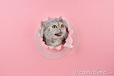 Cat yelling in a hole in the pink cardboard, concept of animal behavior Stock Photo