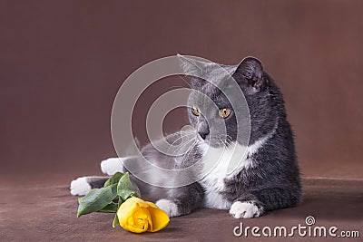 Cat with yellow tulip on brown background Stock Photo