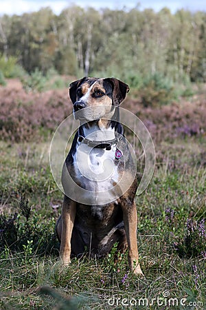 catahoula leopard dog Stock Photo