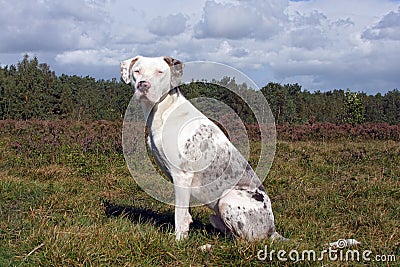 Catahoula leopard dog Stock Photo