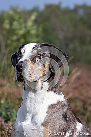 Catahoula leopard dog Stock Photo