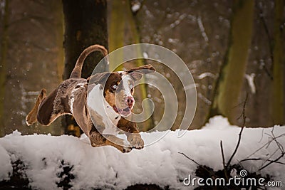 Catahoula Leopard Dog is jumping over the log. Stock Photo