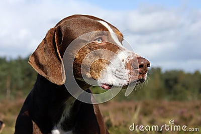 Catahoula leopard dogs Stock Photo