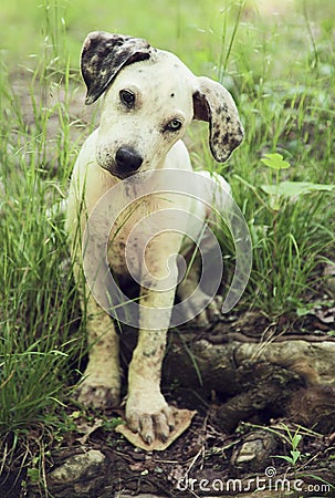 Catahoula leopard puppy dog Stock Photo