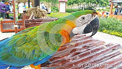 A catalina macaw or rainbow macaw standing in its cage at a a tourist spot Stock Photo