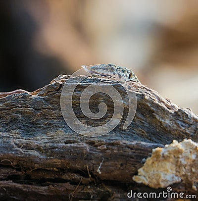 Catalonian Wall Lizard behind log Stock Photo