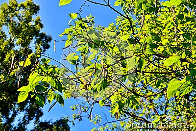 Catalpa bignonioides. Leaves and fruits closeup Stock Photo