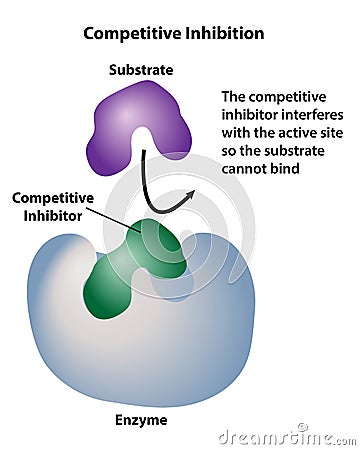 Catalyst Competitive Inhibition Active Site Vector Illustration