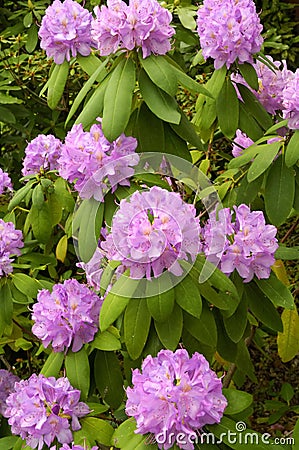 Catawba Rhododendron (Rhododendron catawbiense) Stock Photo