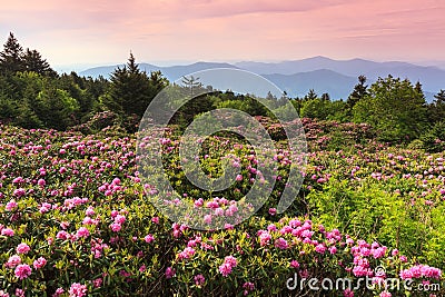 Catawba Rhododendron Roan Mountain State Park Tennessee Stock Photo