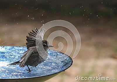 Catbird- Cold Cold Cold Stock Photo