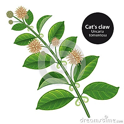 Catcalls Uncaria tomentosa or vilcacora. Medicinal plant. Bota Vector Illustration