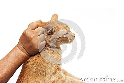 Catch a cat Stock Photo