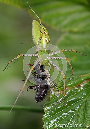 Catch of the day Stock Photo