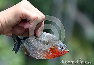 Catch of the day - an Amazon piranha Stock Photo