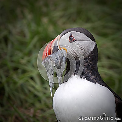 Catch of the day Stock Photo