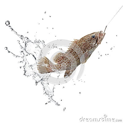 Catch of fish Stock Photo