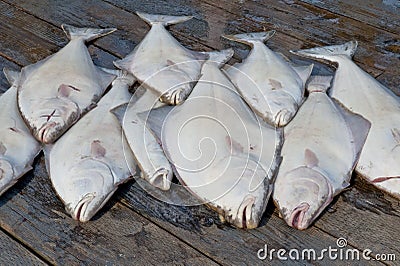 Catch of halibut Stock Photo