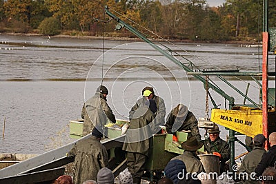 catching and selling carp on the pond dam Editorial Stock Photo