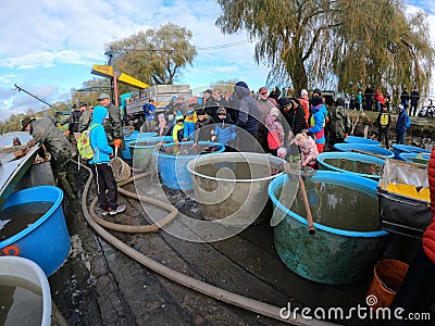 catching and selling carp on the pond dam Editorial Stock Photo