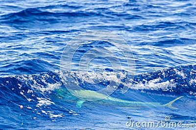 Catching a big ocean fish Mahi Mahi with a fishing hook. Successful fishing concept. ocean fishing Stock Photo