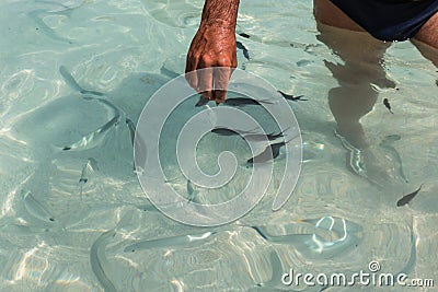 Catching Fishes in Transparent Sea with Bare Hands Stock Photo